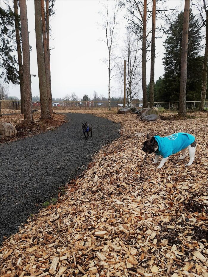 Kaksi koiraa leikkii koirapuistossa