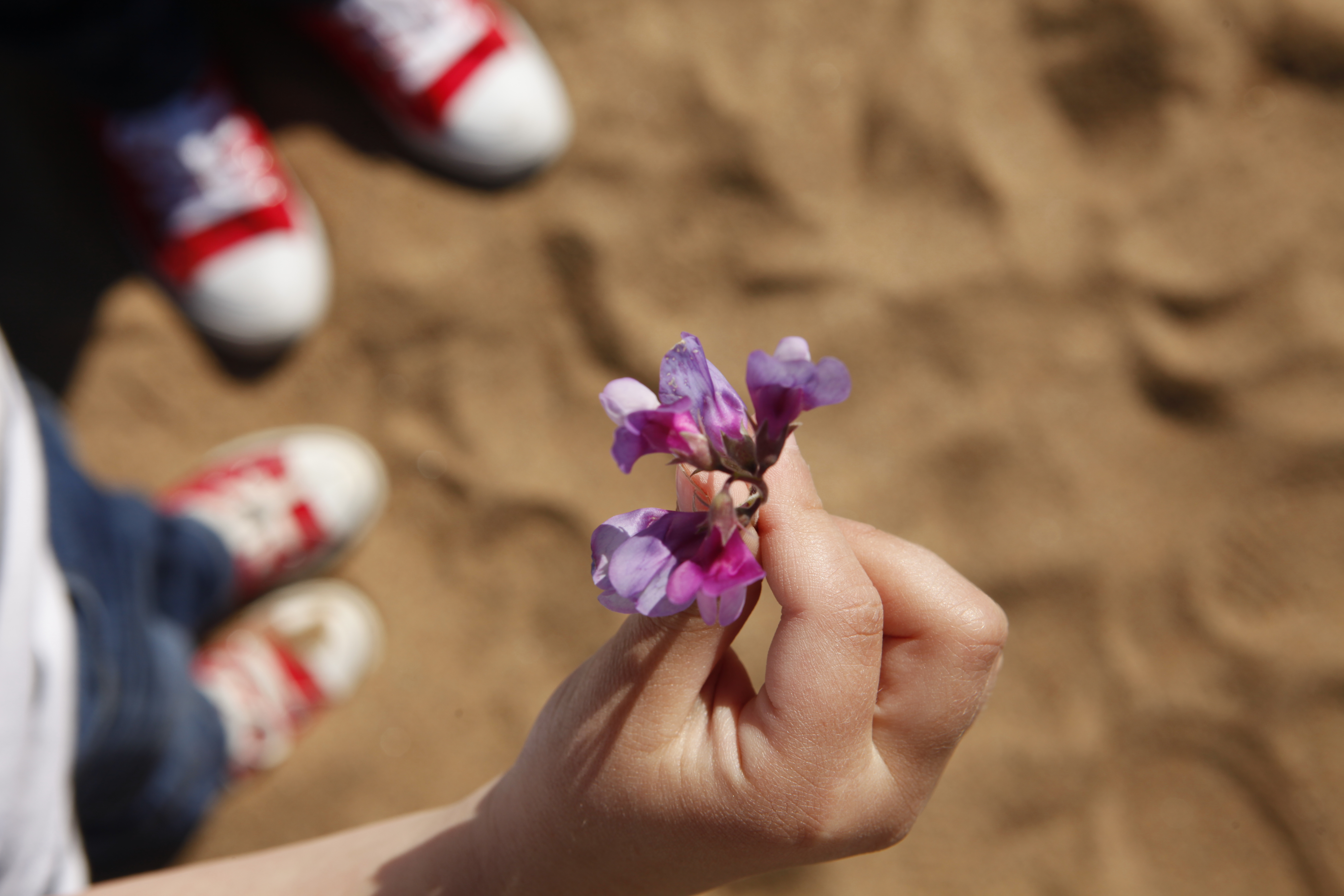 Kukka lapsen kädessä. 