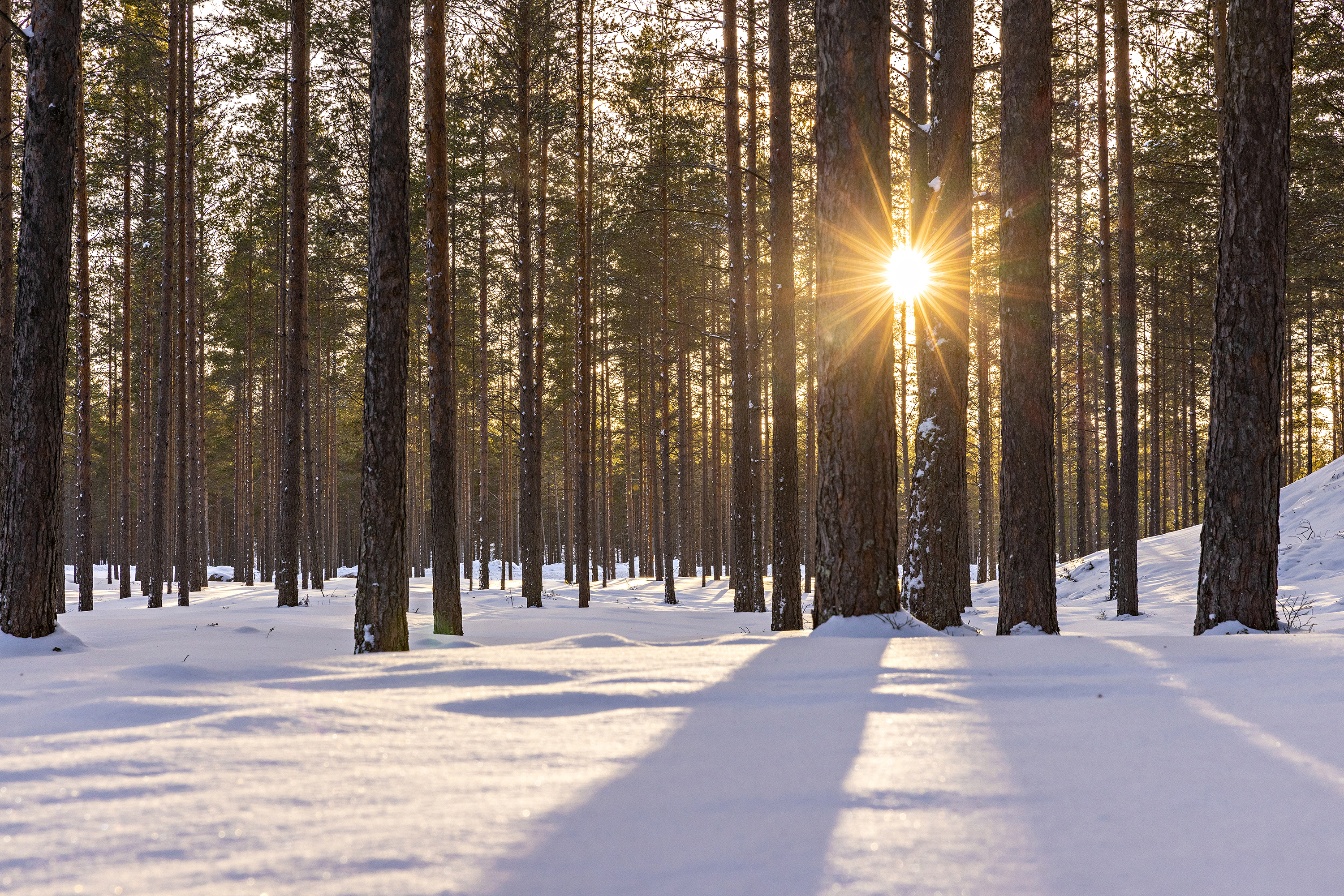 Aurinko paistaa talvisen metsän välistä.
