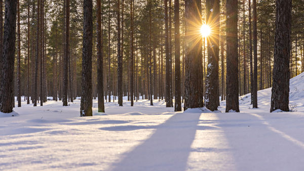 Aurinko paistaa talvisen metsän välistä.