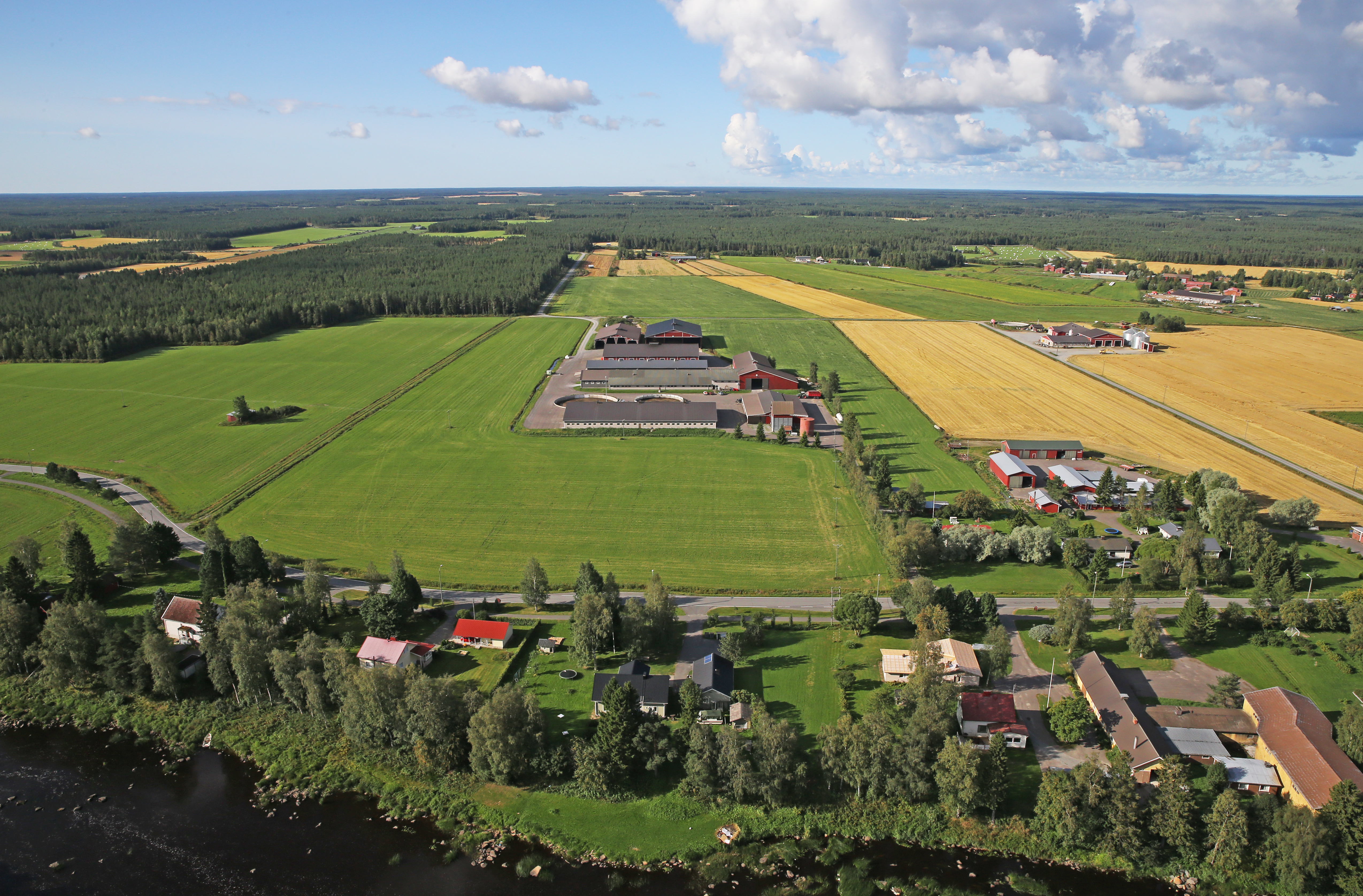 Kuvassa suomalainen maatila eläinsuojineen, rehu- ja viljapeltoa auringonpaisteessa.