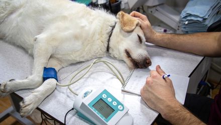 Koira hoidettavana eläinlääkärissä