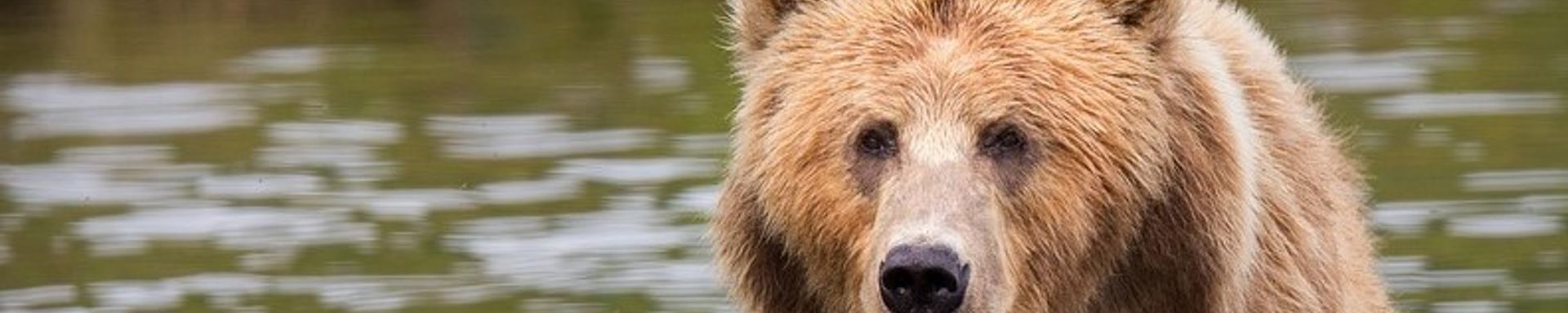 Karhu kahlaamassa vedessä.