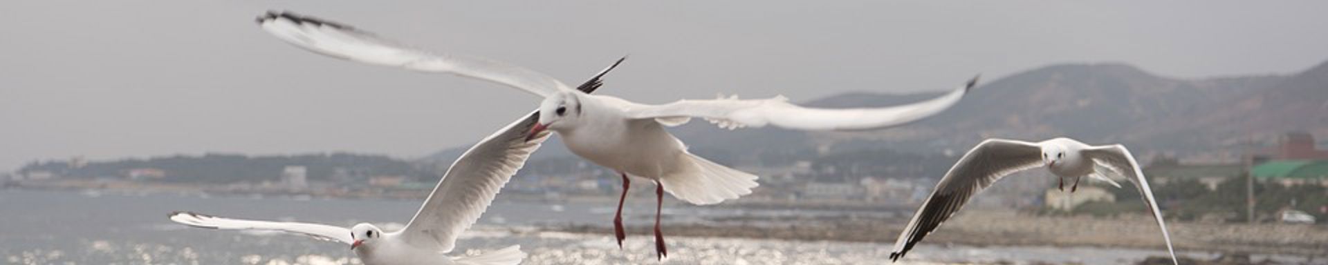 Lokkeja liitelee merellä