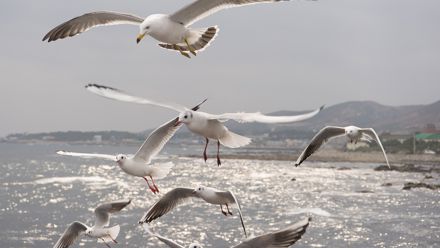 Lokkeja liitelee merellä