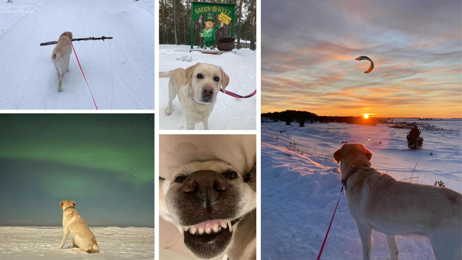 Kuvakollaasi labradorinnoutajasta eri puolilla Kalajokea.