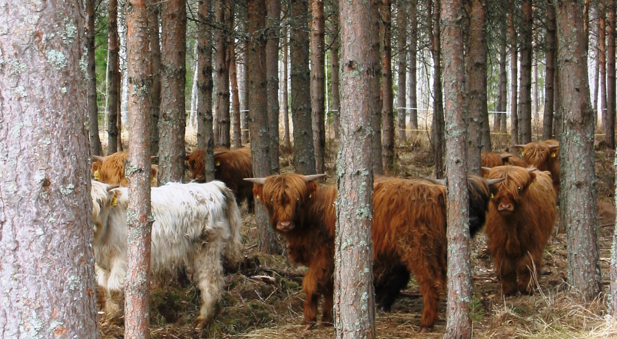 Kuvassa Ylämaan karjaa metsässä