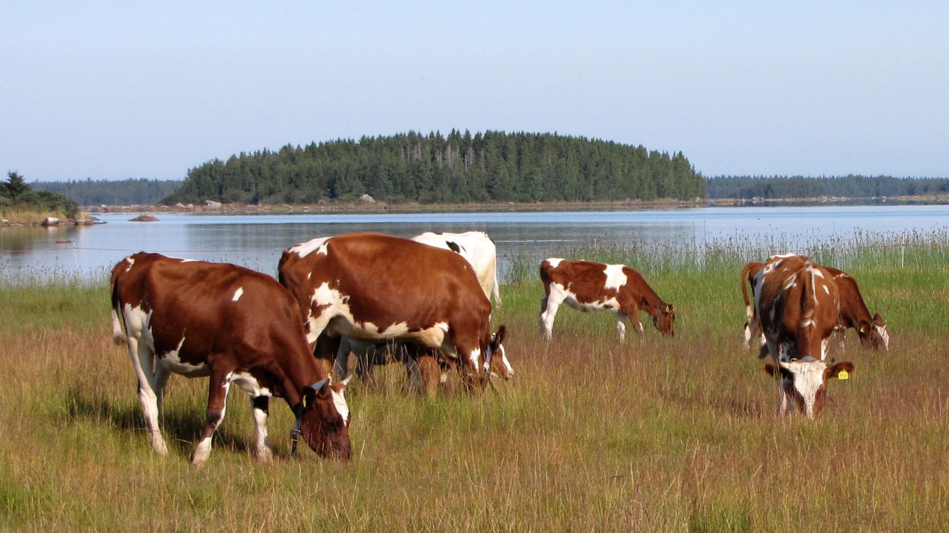 Hiehoja laiduntamassa Rahjan kylän merenrantaniityllä - kuva Marika Laurila