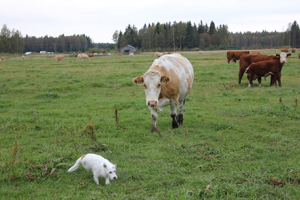 Emolehmiä laitumella