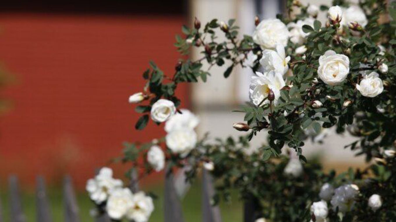 Kuvassa juhannusruusupensas