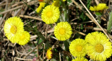 Kevät, keltaisia kukkia