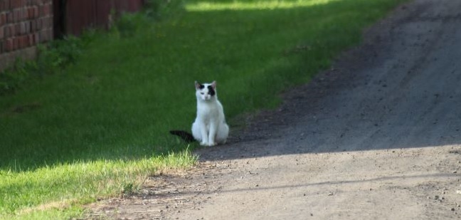 Kissa istuu tienlaidassa