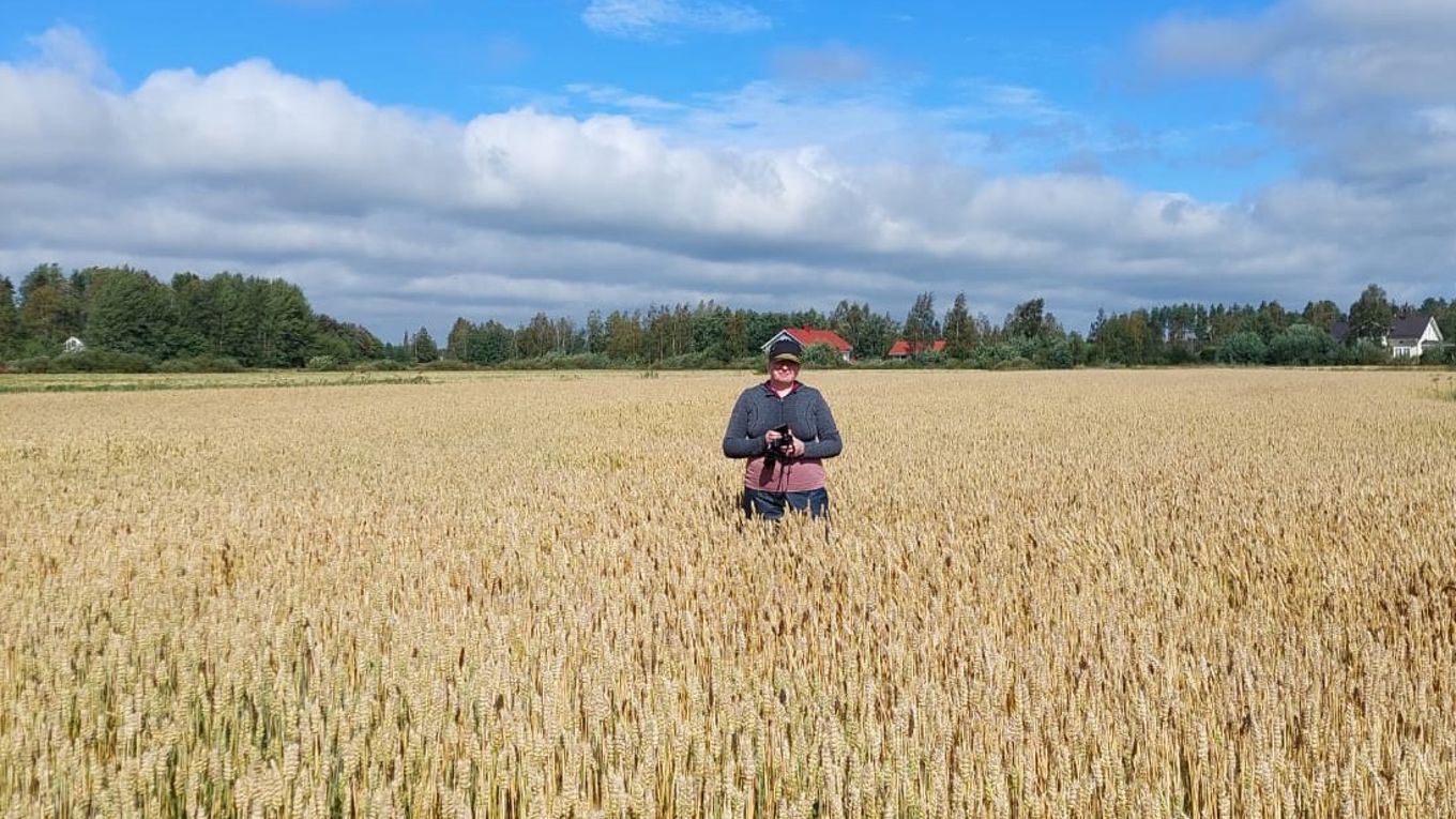 Viljapelto, ihminen keskellä peltoa, taivas