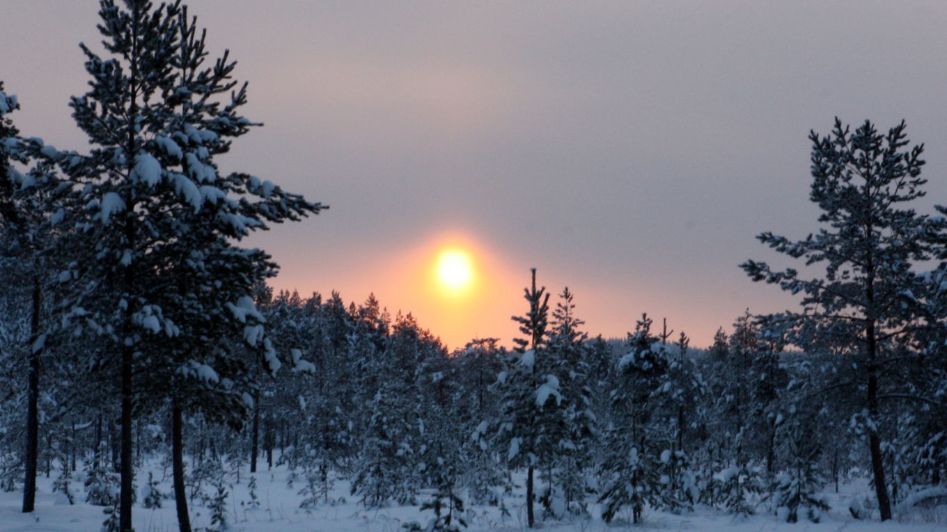 Kuva: talvi, puita, lunta, auringon lasku