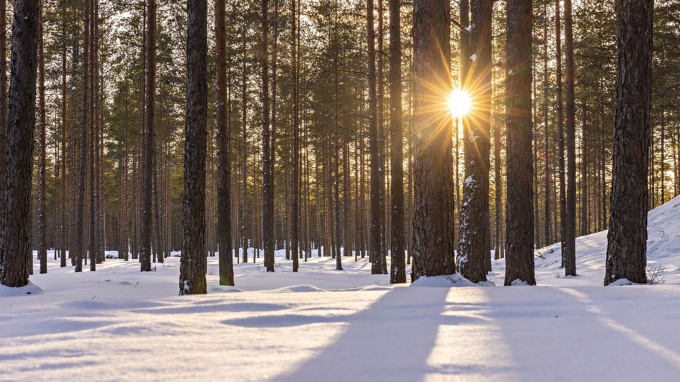 Talvimaisema, lunta, puita, aurinko pilkistää puiden välistä