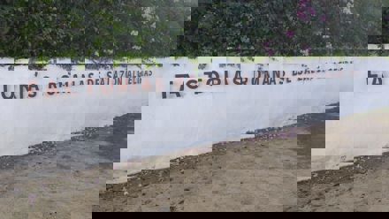 a white wall with bushes