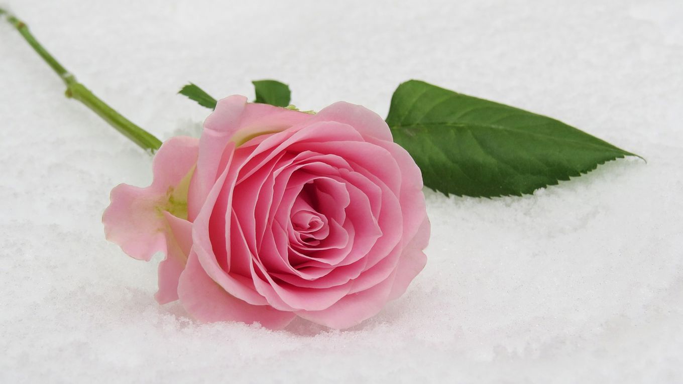 vaalean punainen ruusu lumihangella.